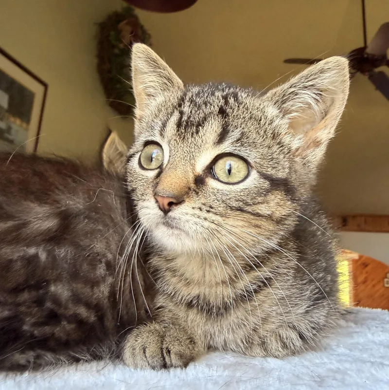 A baby medium-sized male Tabby (Brown / Chocolate) Domestic Long Hair cat named Bongo & Banjo for adoption in Scranton, PA