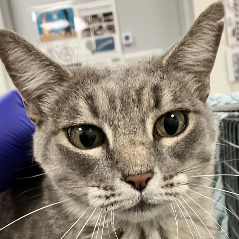 An adult medium-sized female Domestic Short Hair cat named 111955 for adoption in Las Cruces, NM