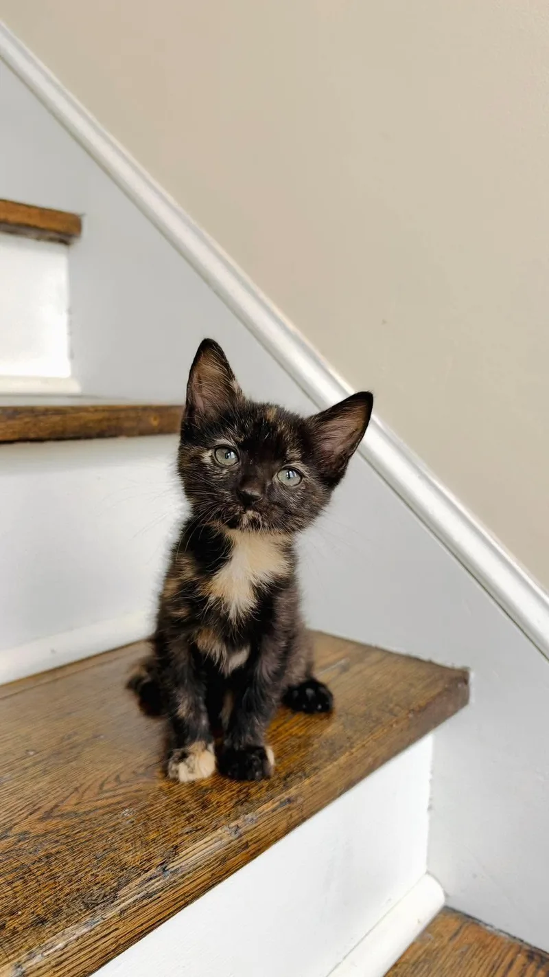 A baby medium-sized female Tortoiseshell cat named Whinny for adoption in Rochester , NY
