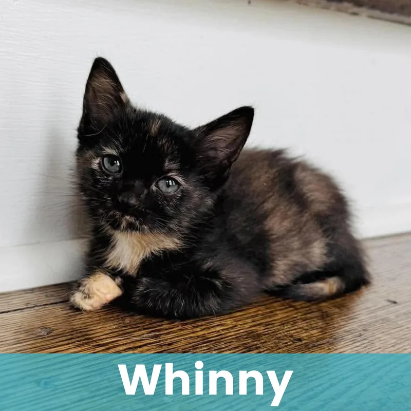 Whinny thumbnail 6
