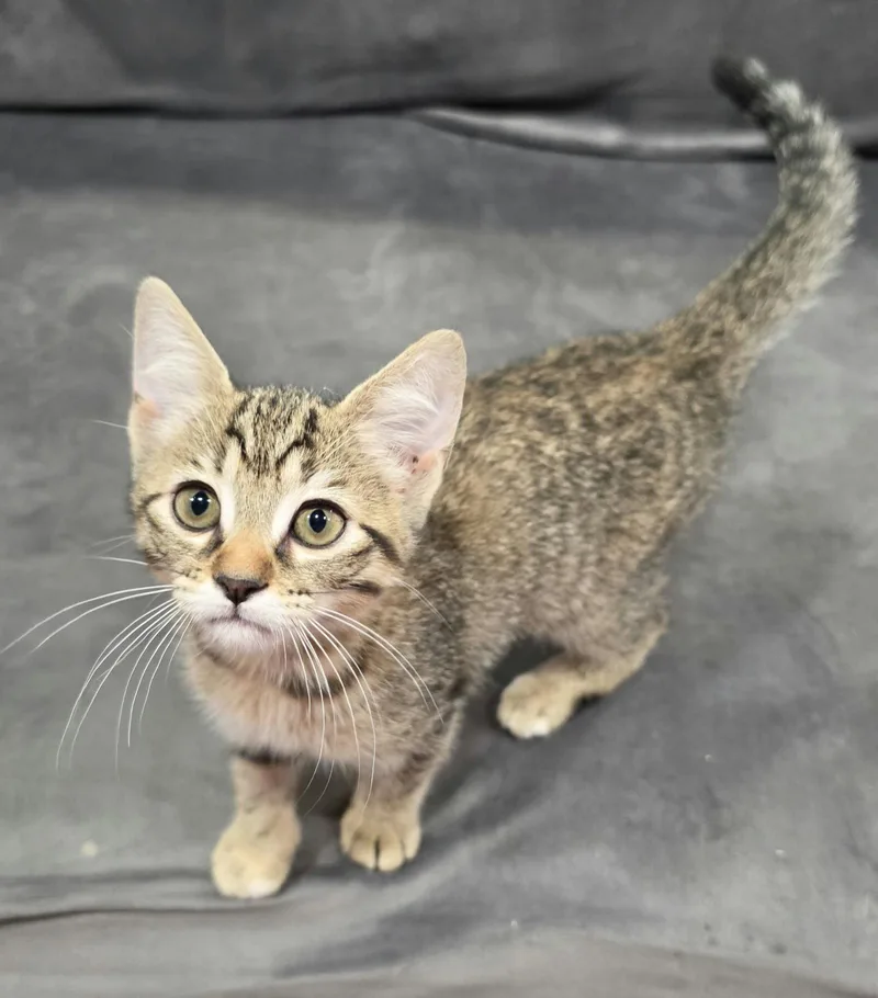 A baby small-sized female Domestic Short Hair cat named Gale for adoption in Cookeville, TN