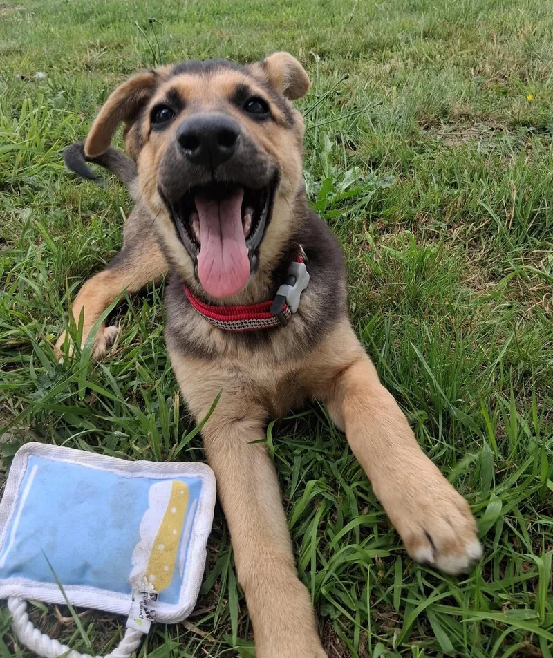 A baby large-sized female Yellow / Tan / Blond / Fawn German Shepherd Dog dog named Salinas for adoption in Silvana, WA