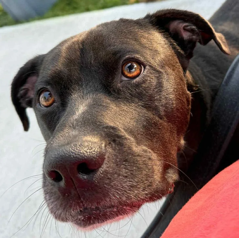 Captain Jack thumbnail 2