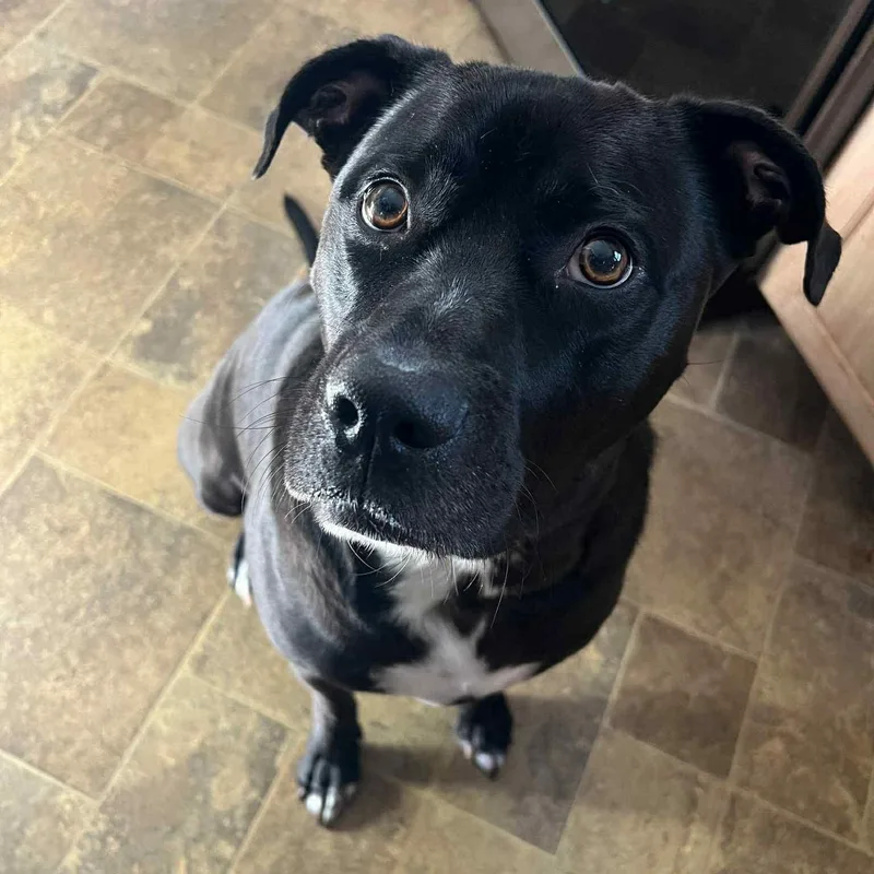 Captain Jack thumbnail 3