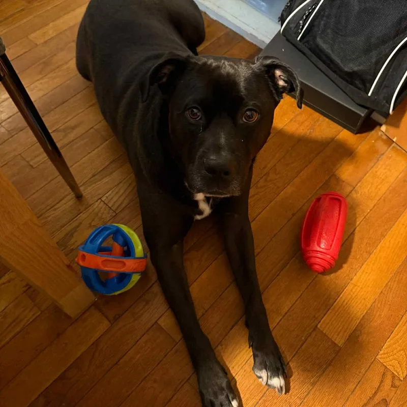 Captain Jack thumbnail 4