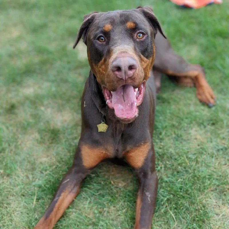 An adult large-sized male Red / Chestnut / Orange Doberman Pinscher dog named Scooby for adoption in Sandown, NH