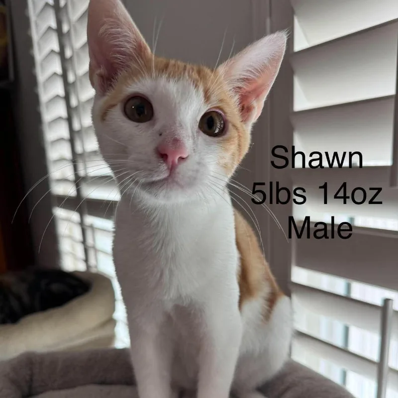 A baby medium-sized male Domestic Short Hair cat named Shawn for adoption in Buellton, CA