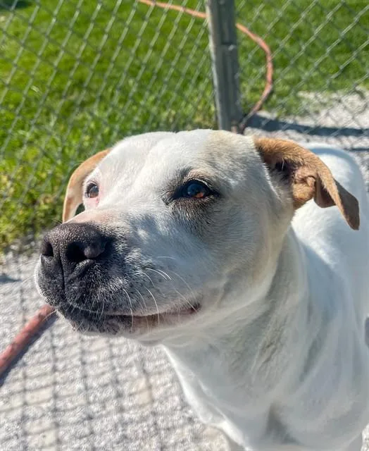 An adult large-sized female Labrador Retriever dog named Susannah for adoption in Rogers, AR