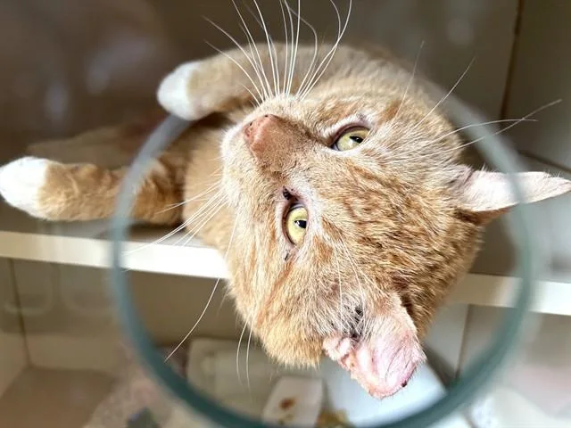 An adult medium-sized male Domestic Short Hair cat named Doppel for adoption in Dedham, MA