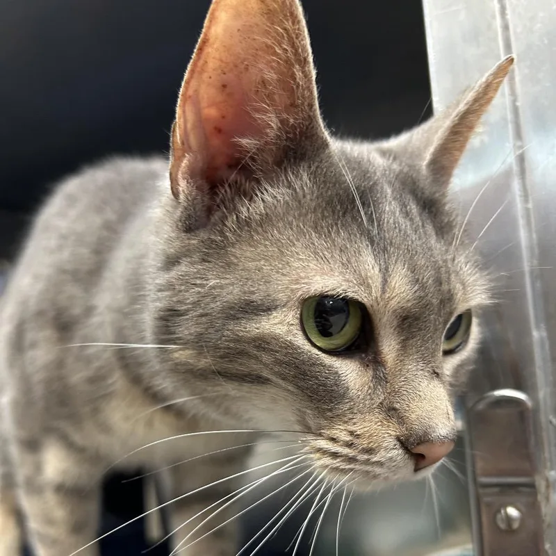An adult medium-sized female Gray / Blue / Silver Domestic Short Hair cat named Waffletron for adoption in Austin, TX