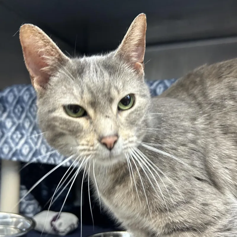 Waffletron thumbnail 2