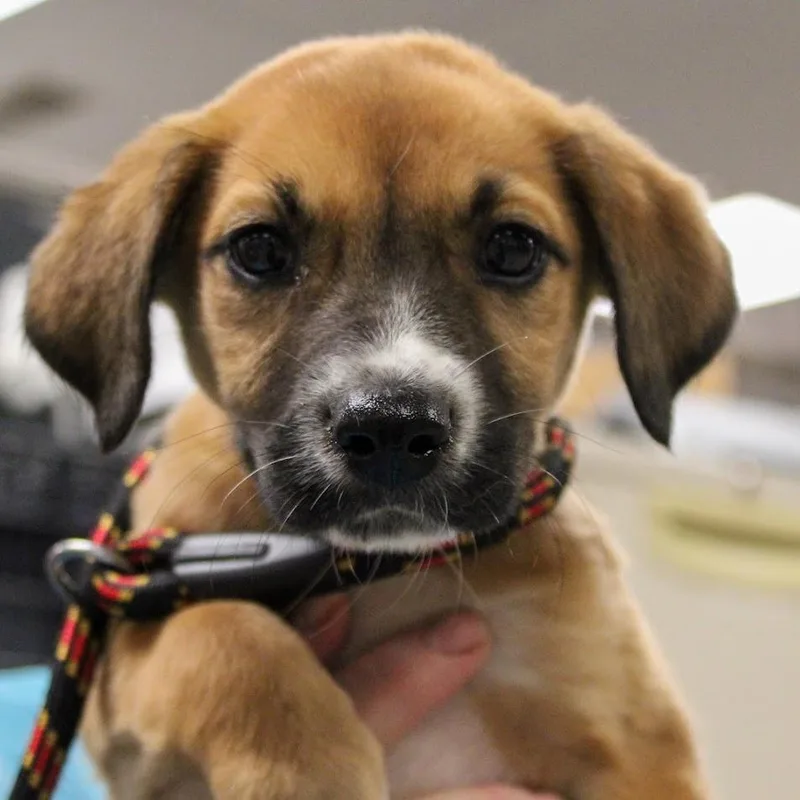 A baby medium-sized female Black Shepherd dog named Fruit Loop for adoption in South Elgin, IL