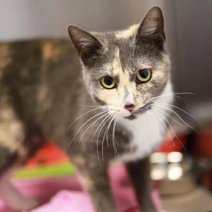 A young small-sized female White Domestic Short Hair cat named Serena for adoption in Atlanta, GA