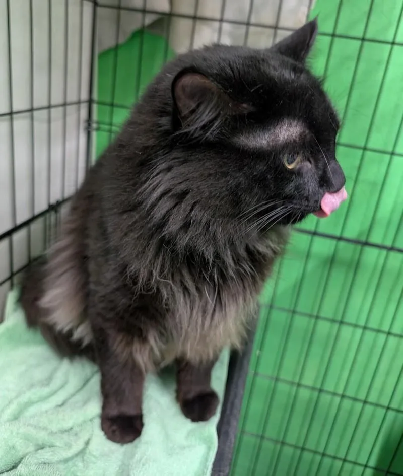 A young medium-sized male Black Domestic Medium Hair cat named Bert for adoption in Adrian, MI