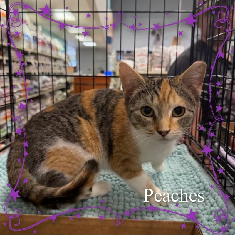 Peaches thumbnail 2