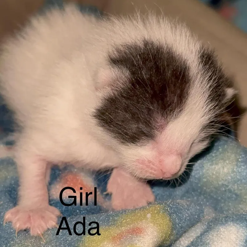Ada C thumbnail 4