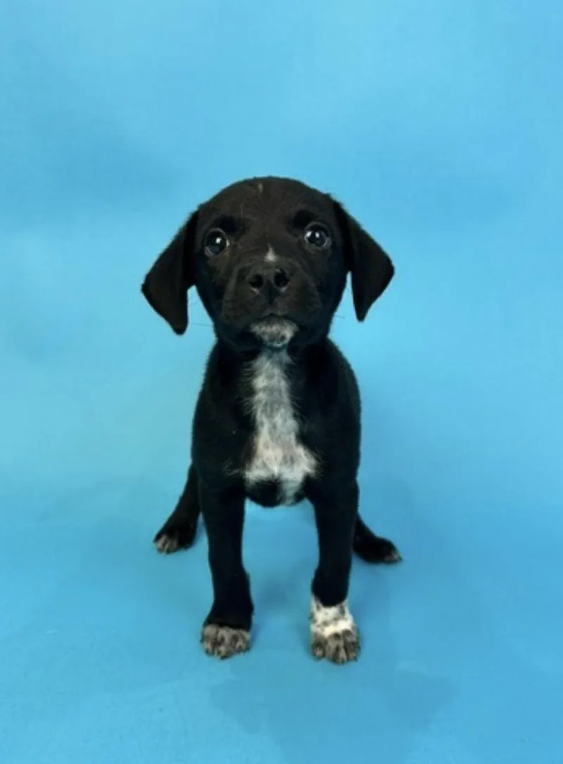 A baby medium-sized male Black Mixed Breed dog named Gordito for adoption in Alvin, TX