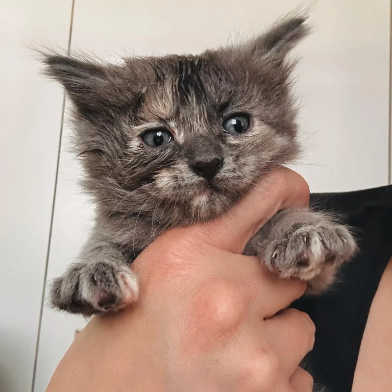 A baby small-sized female Tortoiseshell Domestic Short Hair cat named Hissy Elliott for adoption in Denver, CO