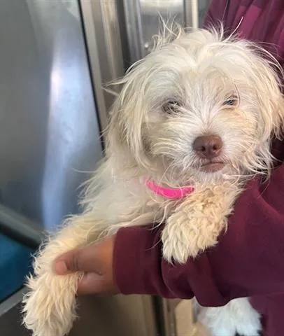 A baby small-sized female Poodle dog named Marshmallow for adoption in San Martin, CA
