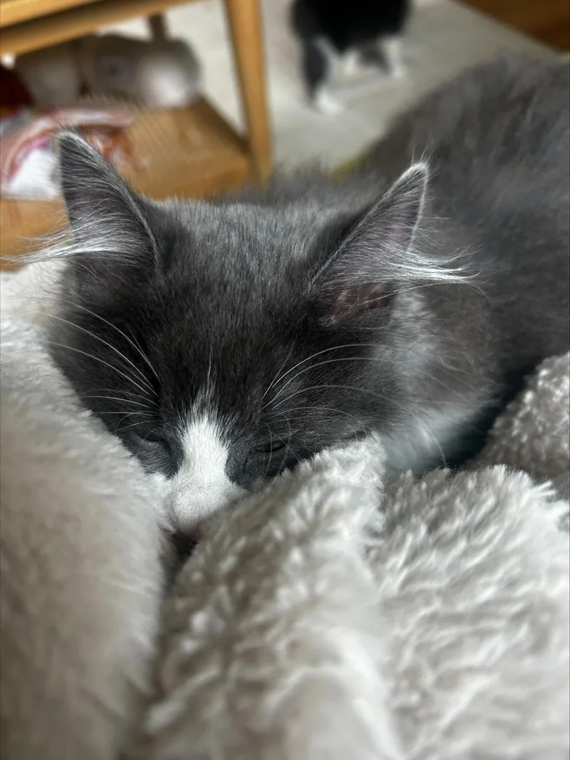 Lucy thumbnail 3