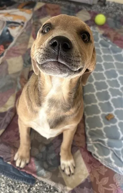 A baby medium-sized female Labrador Retriever dog named Hazel for adoption in Brewster, MA