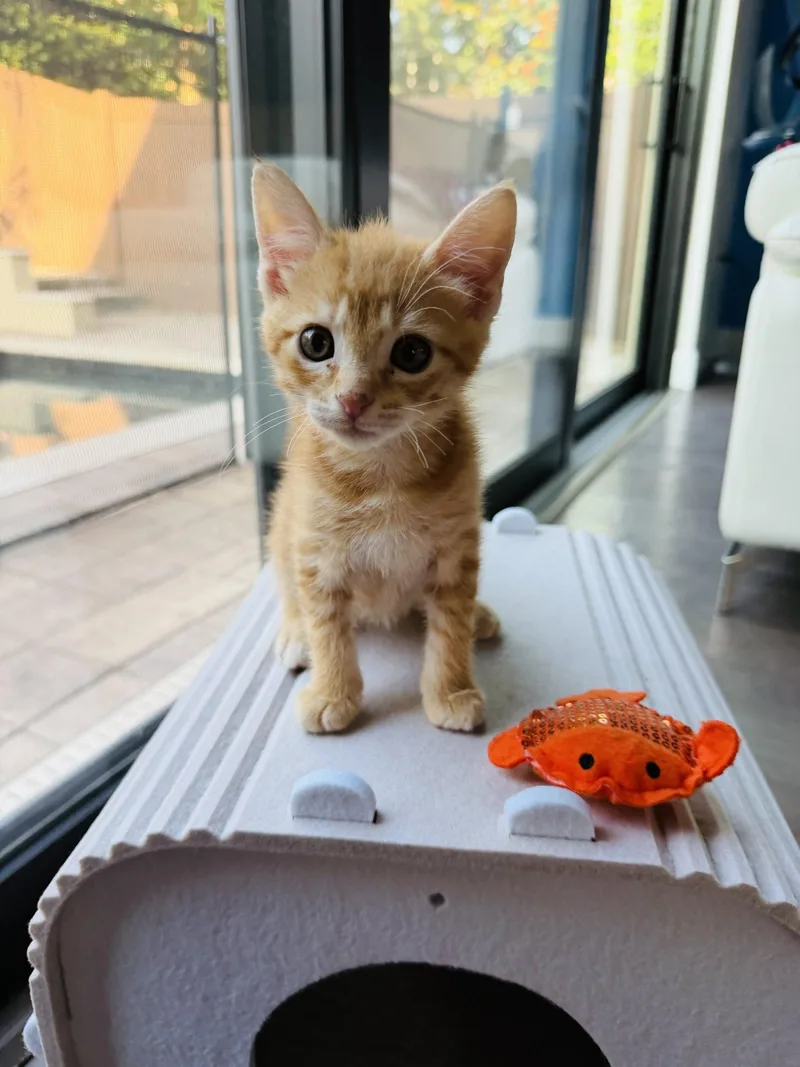 A young medium-sized male Orange & White Domestic Short Hair cat named Fiesta for adoption in Orlando, FL