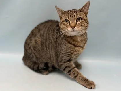 An adult small-sized female Domestic Short Hair cat named Stone for adoption in Coon Rapids, MN
