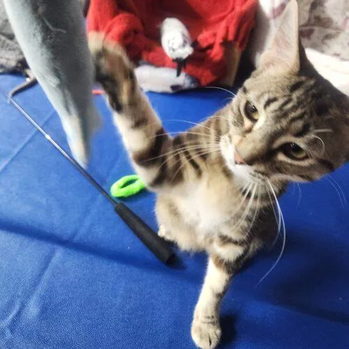 A young small-sized female Tabby (Brown / Chocolate) Domestic Short Hair cat named Butterfinger for adoption in Fishers, IN