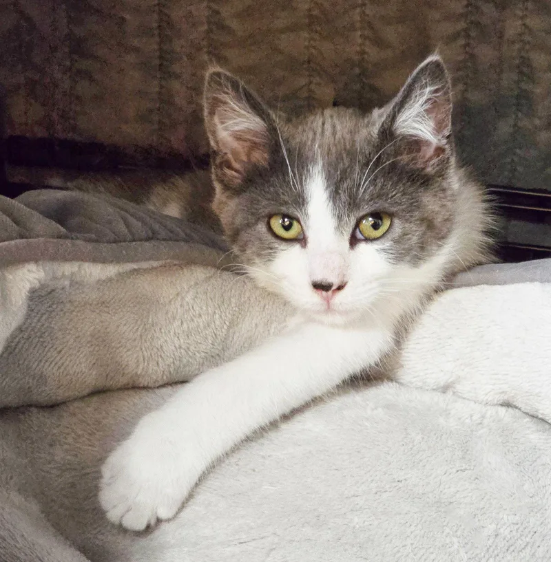 A baby medium-sized male Gray & White Domestic Short Hair cat named Ash for adoption in Alameda, CA