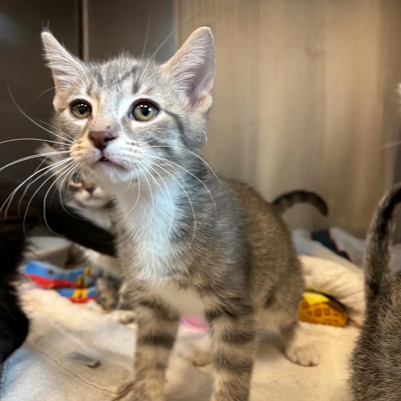A baby small-sized male Gray / Blue / Silver Domestic Long Hair cat named Larry for adoption in Washington Township, OH