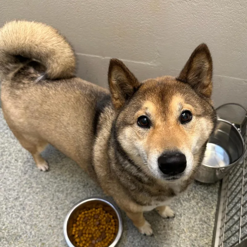 An adult medium-sized male Black Shiba Inu dog named Chase for adoption in Manassas, VA