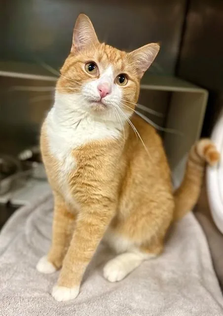 An adult large-sized male Domestic Short Hair cat named Trevor for adoption in York, SC