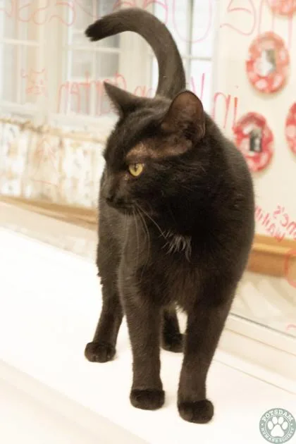 An adult medium-sized female Black Domestic Short Hair cat named Iggy for adoption in Potsdam, NY