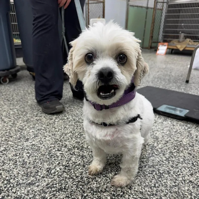 An adult small-sized male White / Cream Mixed Breed dog named Rocky for adoption in Fredericksburg, VA
