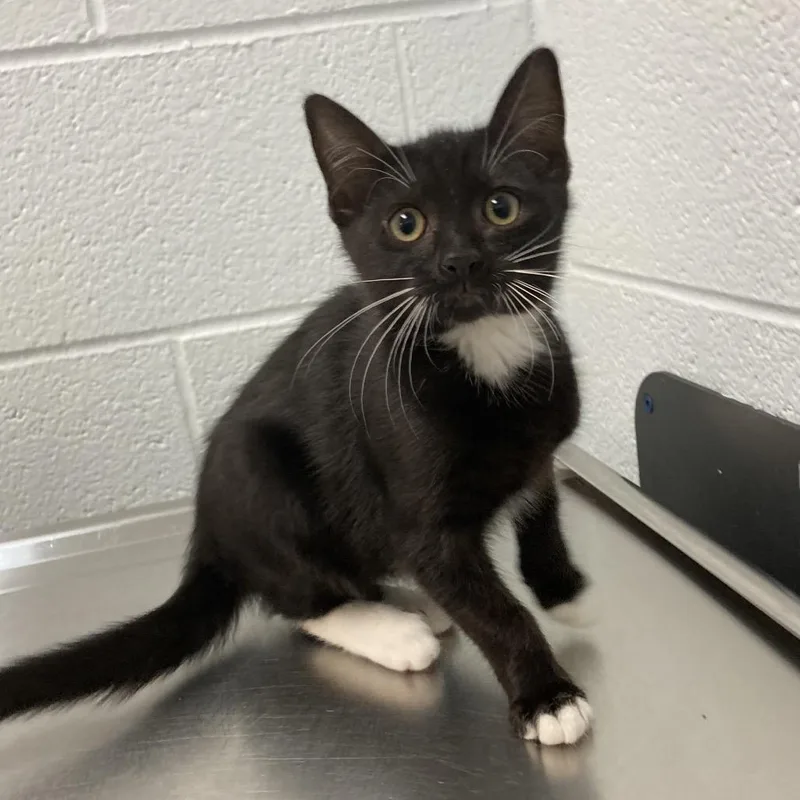 A baby small-sized female Black Domestic Short Hair cat named Sabine for adoption in Asheville, NC