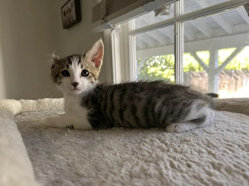 A baby small-sized male Domestic Short Hair cat named Vincent for adoption in Burbank, CA