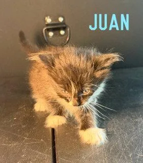 A baby medium-sized male Black & White / Tuxedo Domestic Medium Hair cat named Juan for adoption in Pleasanton, TX
