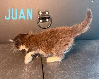 Juan thumbnail 2