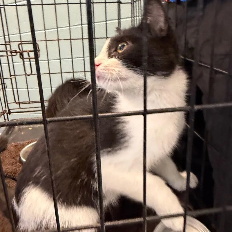 A baby small-sized male White American Shorthair cat named Fili for adoption in Greensboro, NC