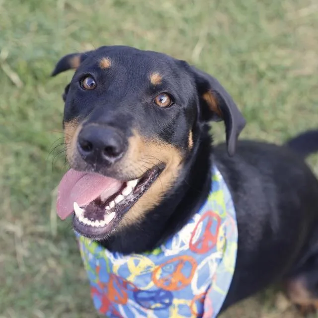 A young medium-sized male Rottweiler dog named Samson for adoption in San Antonio, TX