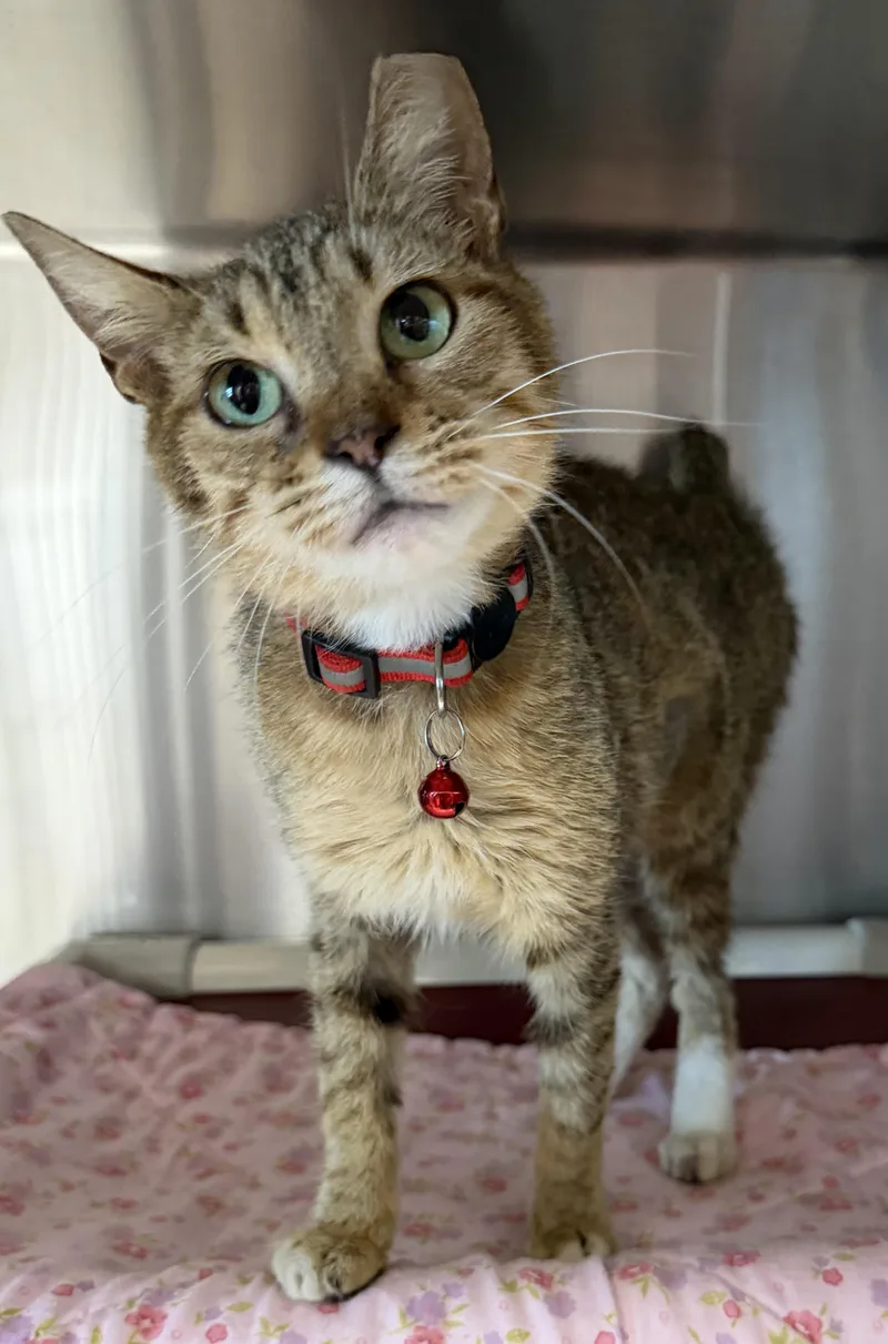 A young medium-sized female Tabby (Buff / Tan / Fawn) Abyssinian cat named Lil Bit for adoption in Fernandina Beach, FL