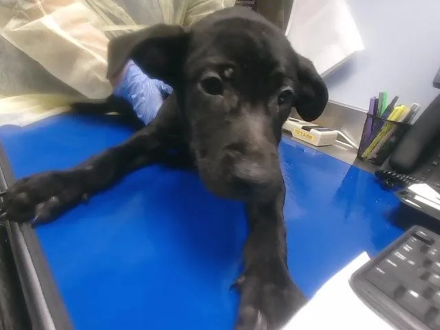 A baby large-sized female Labrador Retriever dog named Tiffany for adoption in Phoenix, AZ