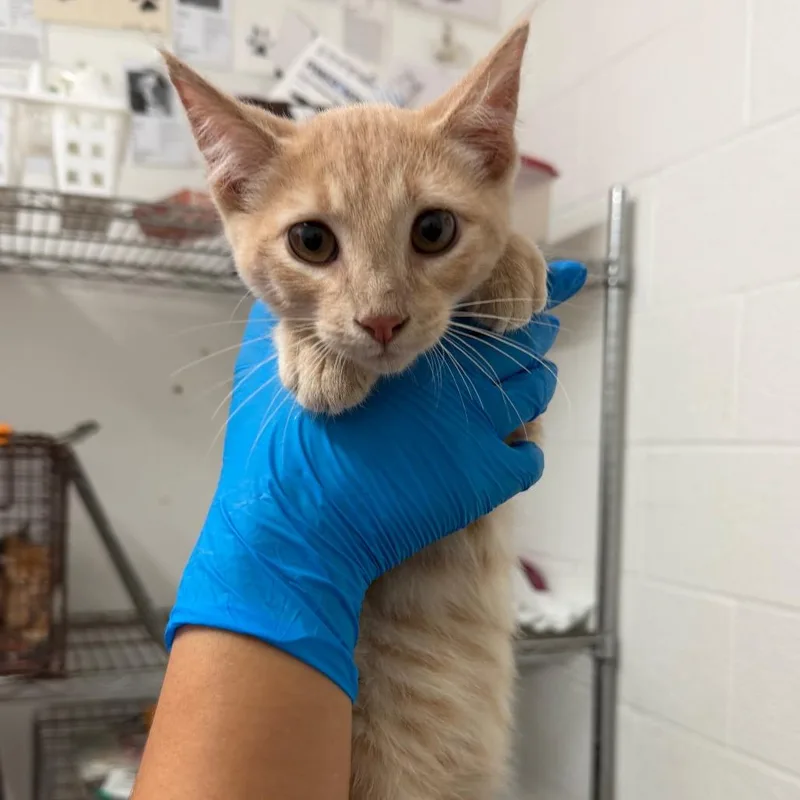 A baby small-sized male Buff / Tan / Fawn Domestic Short Hair cat named Lionel for adoption in Edinburg, TX