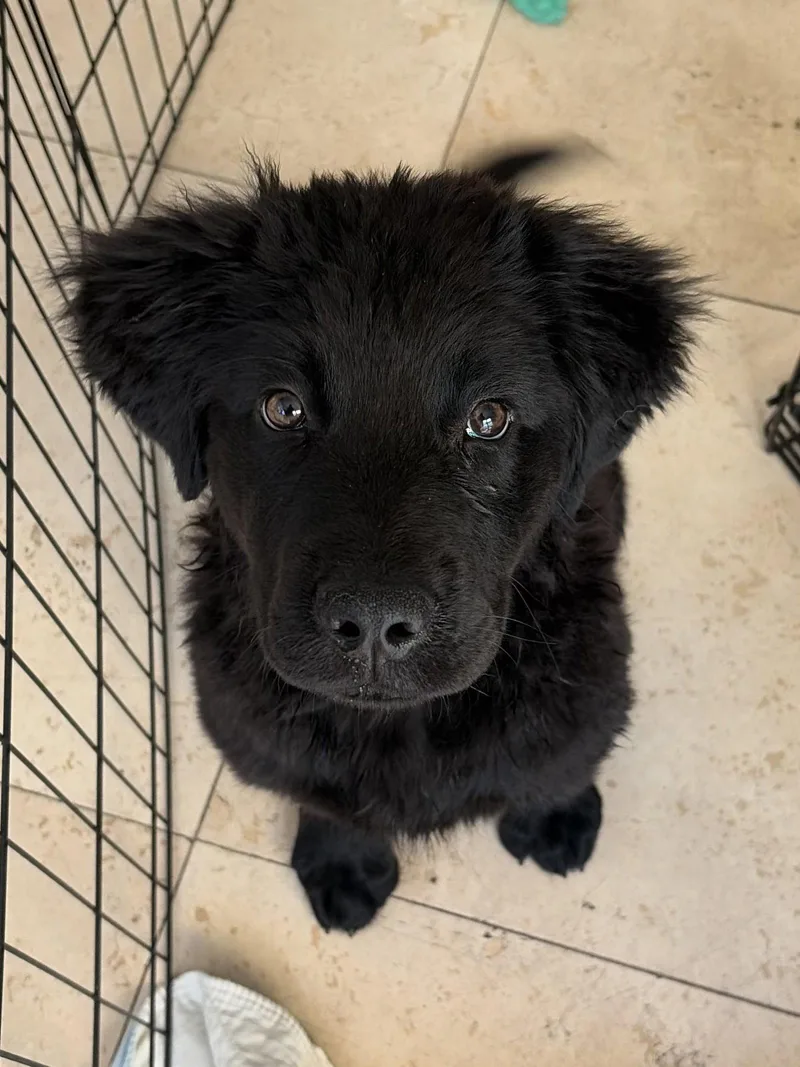 A young large-sized male Flat-Coated Retriever dog named Amos for adoption in San Diego, CA