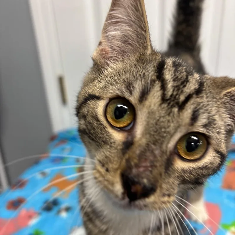 Juicy Juice thumbnail 2