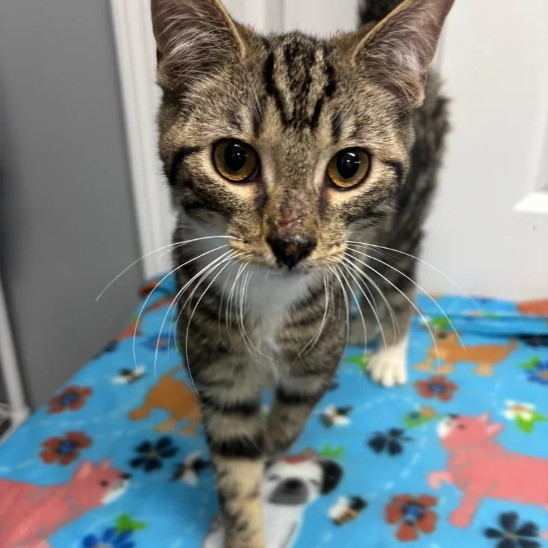 Juicy Juice thumbnail 3