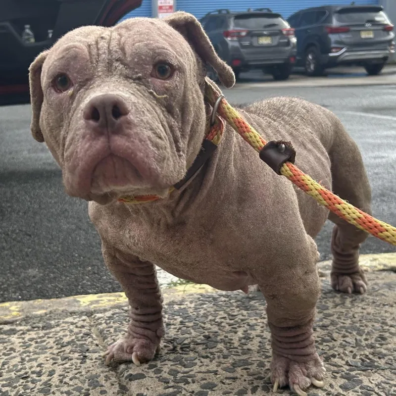 A baby medium-sized female Apricot / Beige Pit Bull Terrier dog named Courage for adoption in Newark, NJ