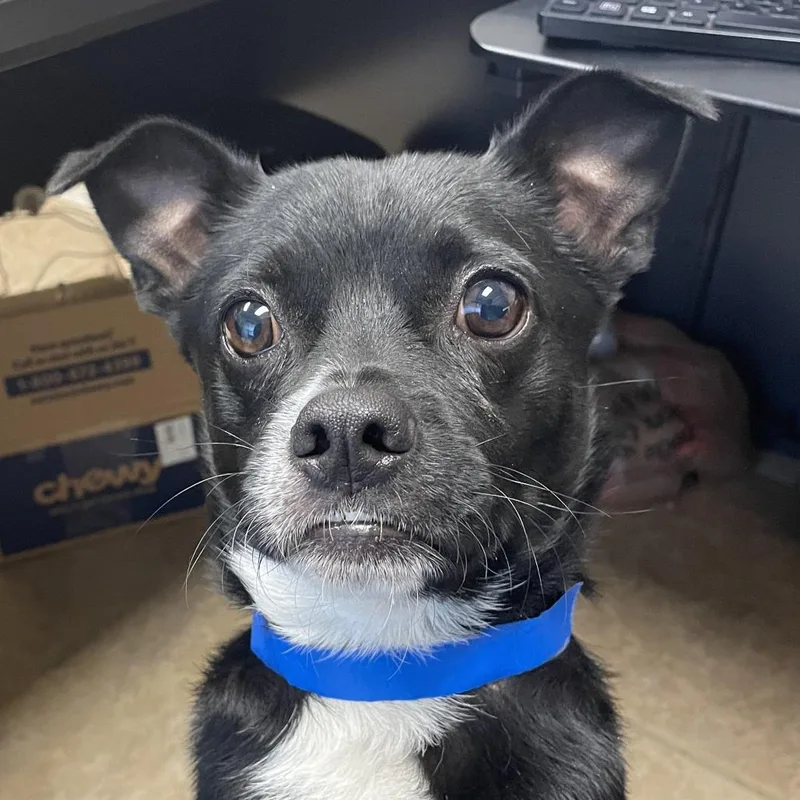 An adult small-sized male Black Mixed Breed dog named Bear for adoption in Chattanooga, TN