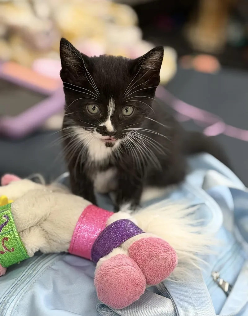 A baby medium-sized male Domestic Short Hair cat named Zen for adoption in Fertile, MN