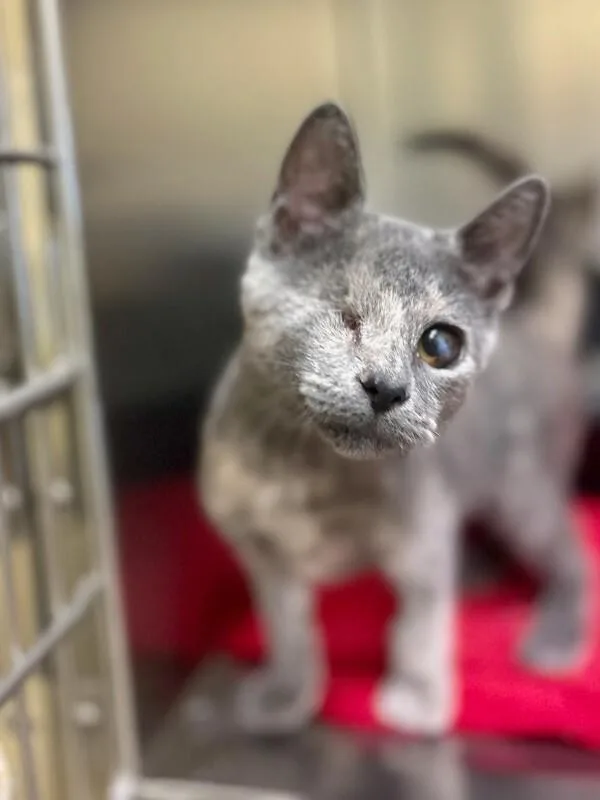 A young medium-sized female Tortoiseshell Domestic Short Hair cat named Wonder for adoption in Wooster, OH